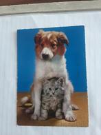 SCHOTSE COLLIE    met poes  1967, Ophalen of Verzenden