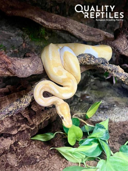 Ball python NK23 Banana Pastel Pied vrouw met of zonder terr, Dieren en Toebehoren, Reptielen en Amfibieën, Slang, 0 tot 2 jaar