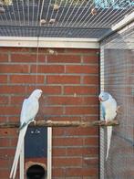 Complete collectie Halsbandparkieten te koop/te ruil, Dieren en Toebehoren, Meerdere dieren, Parkiet, Geringd