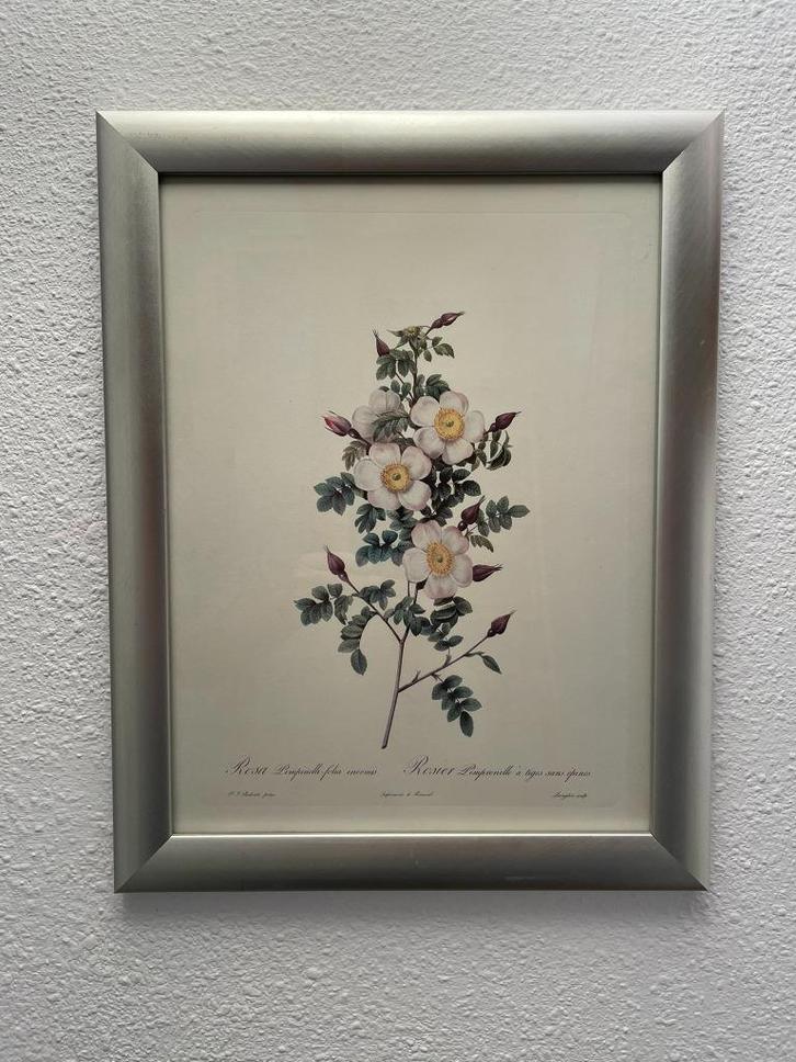Pierre-Joseph Redouté - Rosa Pimpinelli folia inermis, Antiek en Kunst, Kunst | Schilderijen | Klassiek, Ophalen