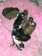 Morkie,s, Dieren en Toebehoren, Yorkshire Terriër, 8 tot 15 weken, CDV (hondenziekte), Meerdere
