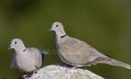 2 duiven, Dieren en Toebehoren, Vogels | Duiven, Meerdere dieren, Overige soorten