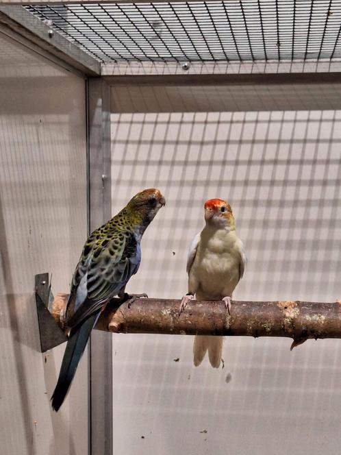 Bleekkop rosella's lutino., Dieren en Toebehoren, Vogels | Parkieten en Papegaaien, Parkiet, Mannelijk, Geringd