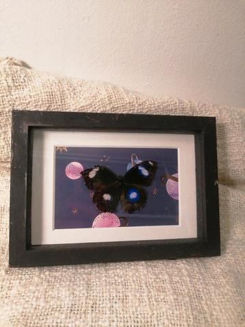 Kleine vlinder in lijst in shadow box beschikbaar voor biedingen