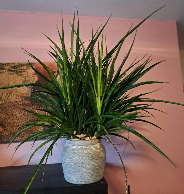 Grote Sansevieria Fernwood Punk - Prachtige kamerplant, Huis en Inrichting, Kamerplanten, Minder dan 100 cm, Halfschaduw, Ophalen