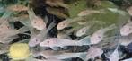 L 144 snow white borstelneus baby s, Vis, Zoetwatervis