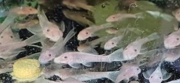L 144 snow white borstelneus baby s  beschikbaar voor biedingen
