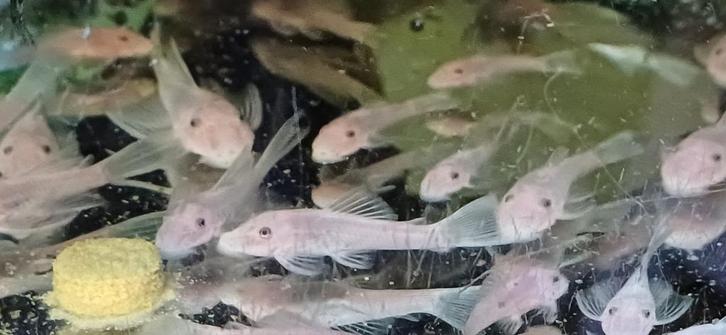 L 144 snow white borstelneus baby s, Dieren en Toebehoren, Vissen | Aquariumvissen, Zoetwatervis, Vis