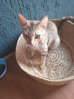 Rustige mix bengaal poes, Dieren en Toebehoren, Katten en Kittens | Overige Katten, Poes