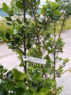 Heester, Ophalen, Hulst, Struik, 100 tot 250 cm