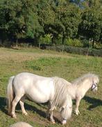 Unieke Cremello NSPS merrie NIEUWE ADVERTENTIE, Dieren en Toebehoren, Pony's, Merrie, A pony (tot 1.17m), Gechipt, 3 tot 6 jaar