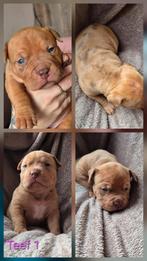 Amercan bully x bordeaux dog pups, Overige rassen, 8 tot 15 weken, Meerdere, Meerdere dieren