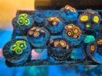 Diverse zoa buttons zeeaquarium, Dieren en Toebehoren, Overige typen, Zoutwatervis