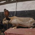 Dekram voor je voedster, Dieren en Toebehoren, Konijnen, Mannelijk, Groot