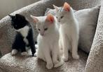 3 lieve kittens , wit en zwart/wit, Dieren en Toebehoren, Katten en Kittens | Overige Katten, Meerdere dieren, Kortharig, 0 tot 2 jaar