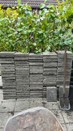 Gratis af te halen 30x30 tegels., Tuin en Terras, Tegels en Klinkers, Ophalen of Verzenden