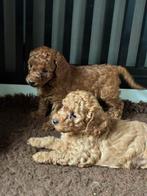 Mini labradoodle/mini doodle pups te koop! Mogen verhuizen!, Dieren en Toebehoren, Overige rassen, CDV (hondenziekte), 8 tot 15 weken