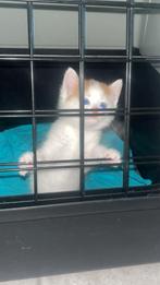 Lieve kittens, Poes