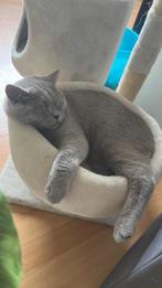 Britse korthaar (blue shady %100)€700, Dieren en Toebehoren, Katten en Kittens | Raskatten | Korthaar, Kater, Ontwormd, 0 tot 2 jaar