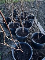 Rode bessen plant, Ophalen, Volle zon, Vaste plant, Fruitplanten