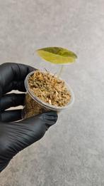 Alocasia Cuprea Gold Variegata, Ophalen of Verzenden