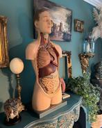 Zeldzaam Anatomisch model jaren 50 Biokosmos Antwerpen, Ophalen of Verzenden, Zo goed als nieuw