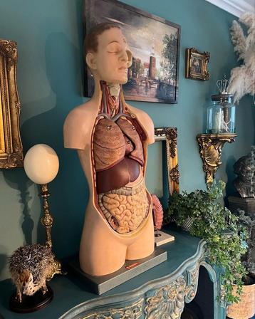 Zeldzaam Anatomisch model jaren 50 Biokosmos Antwerpen  beschikbaar voor biedingen