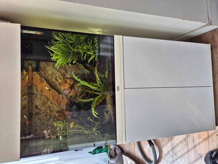 Juwel Lido 120 met vissen, Dieren en Toebehoren, Vissen | Aquaria en Toebehoren, Gebruikt, Gevuld zoetwateraquarium, Ophalen of Verzenden