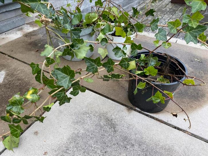 Klimop stekken, Tuin en Terras, Planten | Fruitbomen, Overige soorten, Minder dan 100 cm, Ophalen