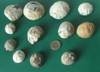 Fossiele zeeegels, Verzamelen, Mineralen en Fossielen, Ophalen of Verzenden, Fossiel