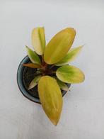 Philodendron Prince of Orange plant, Huis en Inrichting, Kamerplanten, Overige soorten, Minder dan 100 cm, Ophalen of Verzenden