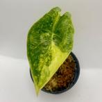 Alocasia Epilithica Aurea, Huis en Inrichting, Kamerplanten, Verzenden, Halfschaduw, Minder dan 100 cm