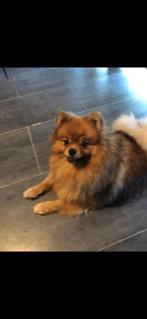 Zeer lieve pomeriaan van net 1 jaar, Dieren en Toebehoren, Dierenvoeding, Ophalen of Verzenden, Hond