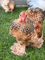3 Cochinkriel haantjes - gratis, Dieren en Toebehoren, Pluimvee, Mannelijk, Kip
