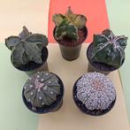 astrophytum 5 planten , 5 verschillende species, Ophalen of Verzenden, Cactus, Minder dan 100 cm, Bloeiende kamerplant