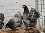 Blauwe wyandotte krielen hennen, Dieren en Toebehoren, Pluimvee, Vrouwelijk, Kip