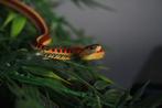 Thamnophis sirtalis parietalis, Dieren en Toebehoren, Reptielen en Amfibieën, Slang, 0 tot 2 jaar