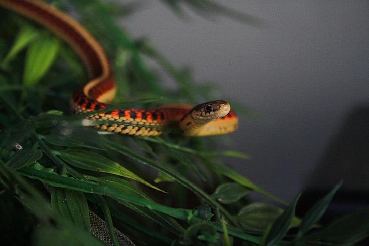 Thamnophis sirtalis parietalis