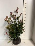Photinia fras red robin. Glansmispel, Tuin en Terras, Ophalen of Verzenden, Overige soorten, 100 tot 250 cm