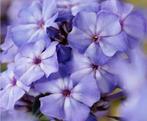 Gezocht Phlox paniculata diverse kleuren, Ophalen, Volle zon