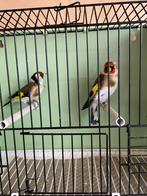 Koppel majoor putters, Dieren en Toebehoren, Meerdere dieren, Wildzangvogel