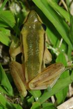 10x Hylarana Erythraea / Gewone Groene Kikker, Dieren en Toebehoren, Reptielen en Amfibieën, 0 tot 2 jaar, Amfibie