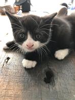 Kittens, Dieren en Toebehoren, Meerdere dieren