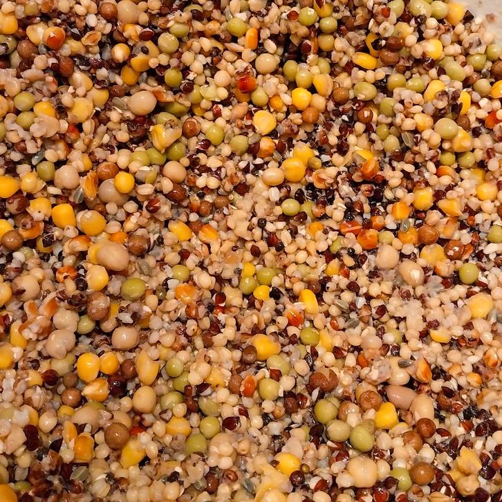 Duivenvoer / Karper Particles – Direct te gebruiken, Watersport en Boten, Hengelsport | Karpervissen, Nieuw, Overige typen, Verzenden