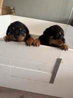 Rottweiler pup reu, Reu, 8 tot 15 weken, Eén hond, Rottweiler