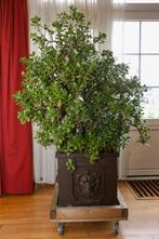grote vetplant Crassula ovata, Huis en Inrichting, Kamerplanten, 150 tot 200 cm, In pot, Volle zon, Ophalen