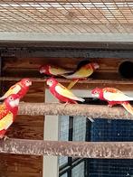 Te koop 2 rubino rosellas poppen, Dieren en Toebehoren, Vogels | Parkieten en Papegaaien, Vrouwelijk, Parkiet, Geringd