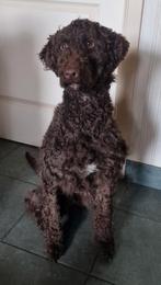 Koningspoedel teefje bruin 1,5 jaar, Poedel, Rabiës (hondsdolheid), 1 tot 2 jaar, Teef