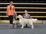 Kampioens Dekreu: Golden Retriever met Stamboom., Dieren en Toebehoren, Nederland, Reu, CDV (hondenziekte), Eén hond