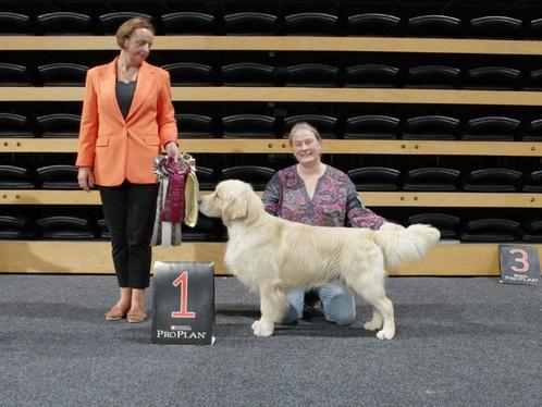 Kampioens Dekreu: Golden Retriever met Stamboom., Dieren en Toebehoren, Honden | Dekreuen, Reu, Fokker | Professioneel, Eén hond